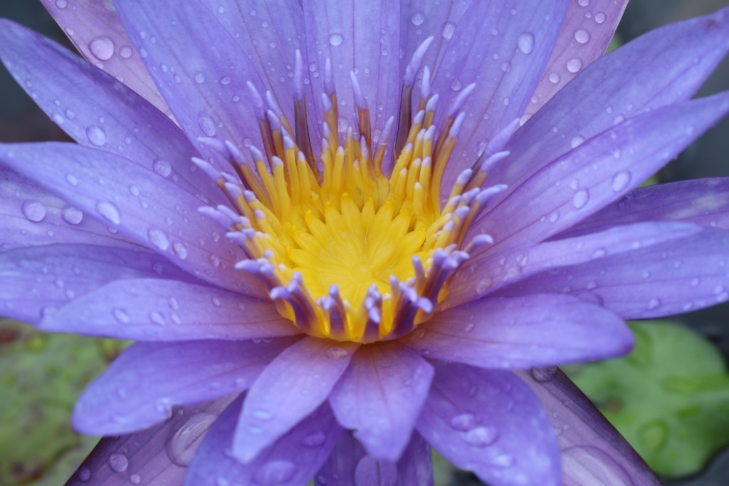 Blue Lotus – The Meditation Tool You Might Not Know&nbsp;About